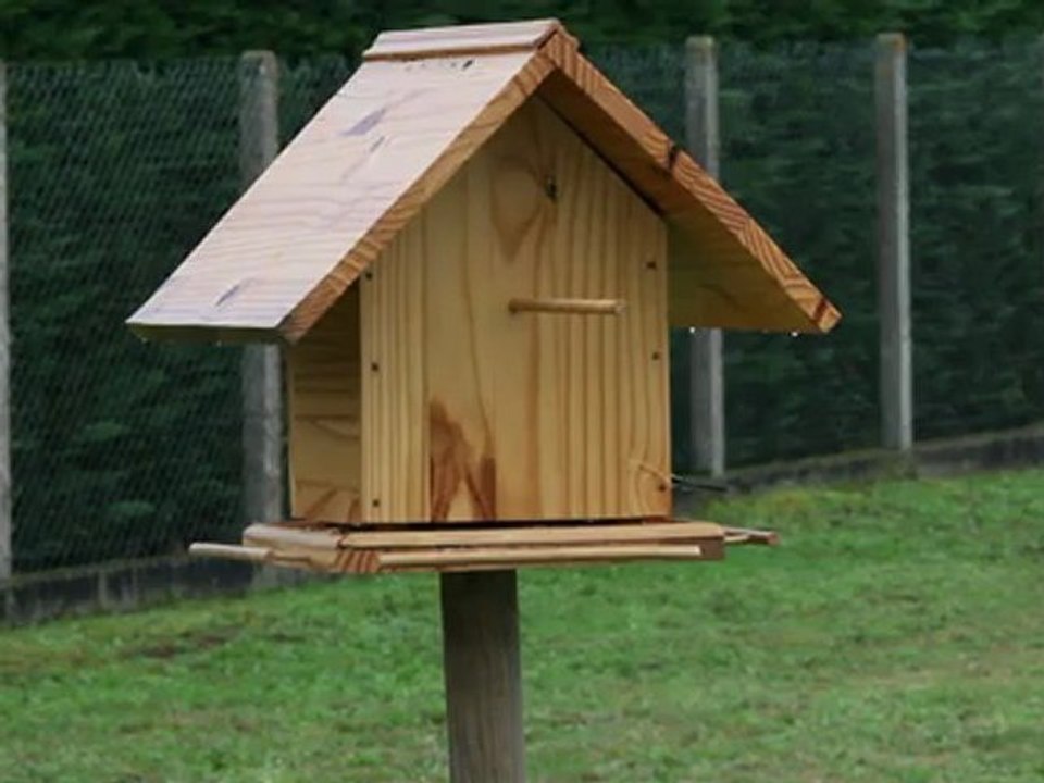 Mésanges à la mangeoire