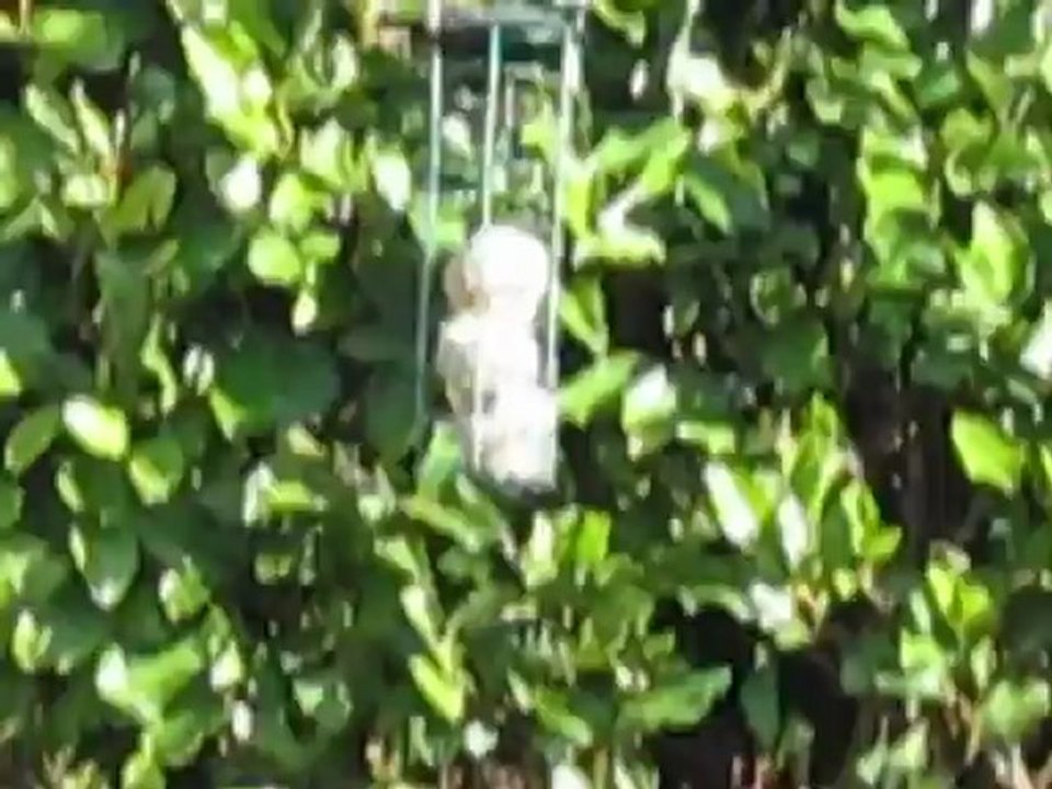 RANDOM GARDEN VLOG NOV 1 2012