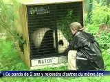 Le zoo de Vienne prépare le retour en Chine de son panda Fu Hu