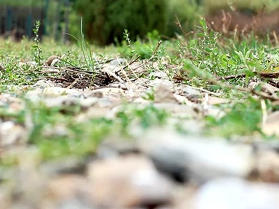 Walk - Free HD stock footage