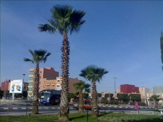 Tislatin Onzar Top Tachlhit 2013