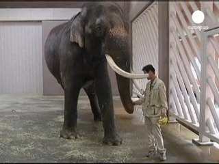 Koshik, el elefante surcoreano que sabe hablar