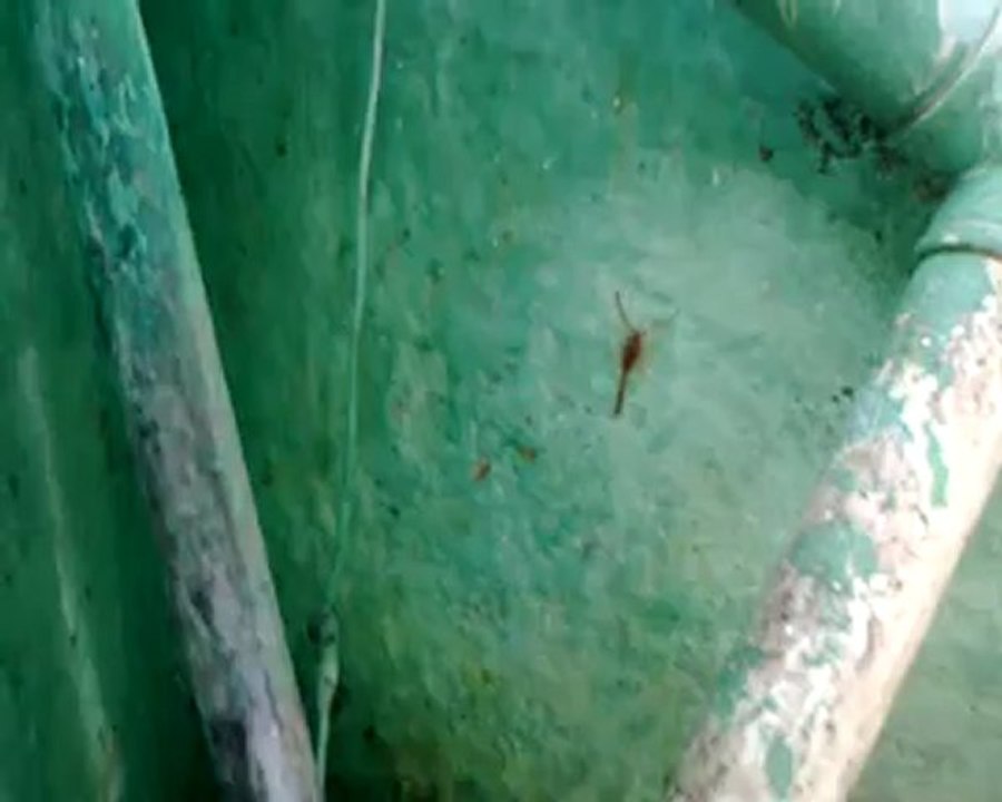 scorpion