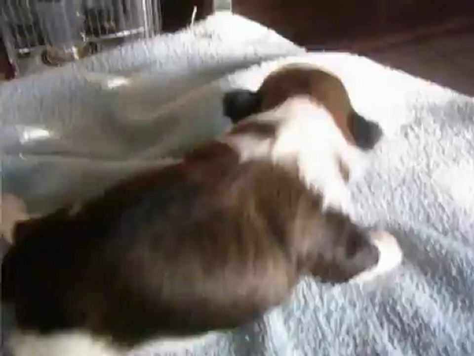 SSA44528bébé femelle couleur  cuivrée