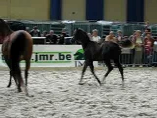chevaux expo charleroi 035