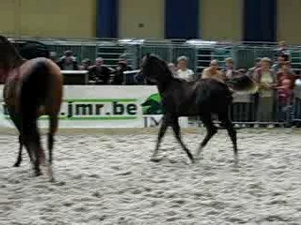 chevaux expo charleroi 035