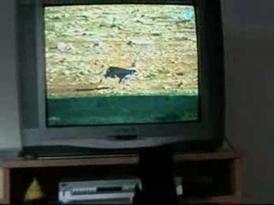 Cat Addicted  to TV 2