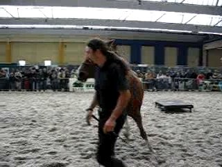 chevaux expo charleroi 041