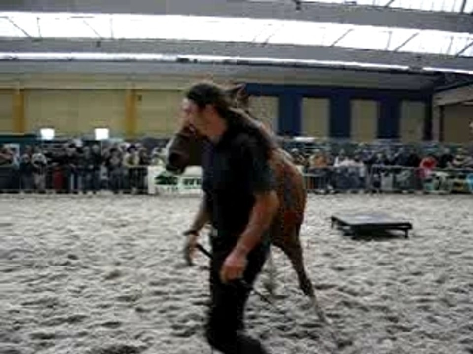 chevaux expo charleroi 041