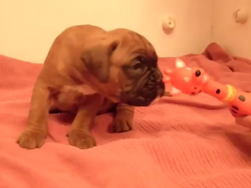 He'Stella3