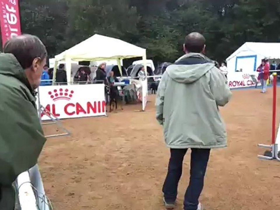 Ginger agility 1er degré concours Cholet 21-10-12 beauceron