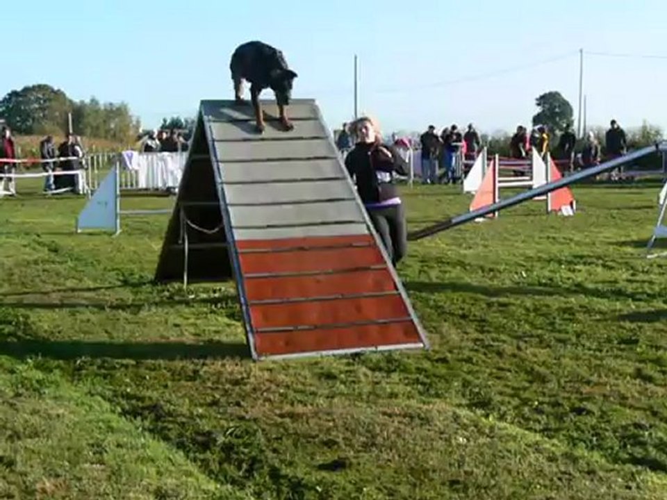 Ginger concours agility etrelles 28-10-12 open beauceron