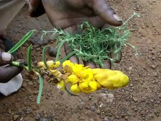 Aphodius urostigma based Entomotherapy Formulations from Pankaj Oudhia’s Traditional Knowledge Database: Denary Ingredient/s of Formulations