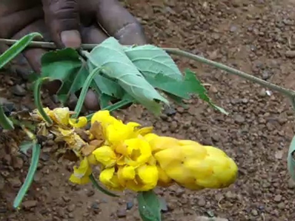 Aphodius ustulatus based Entomotherapy Formulations from Pankaj Oudhia’s Traditional Knowledge Database: Denary Ingredient/s of Formulations