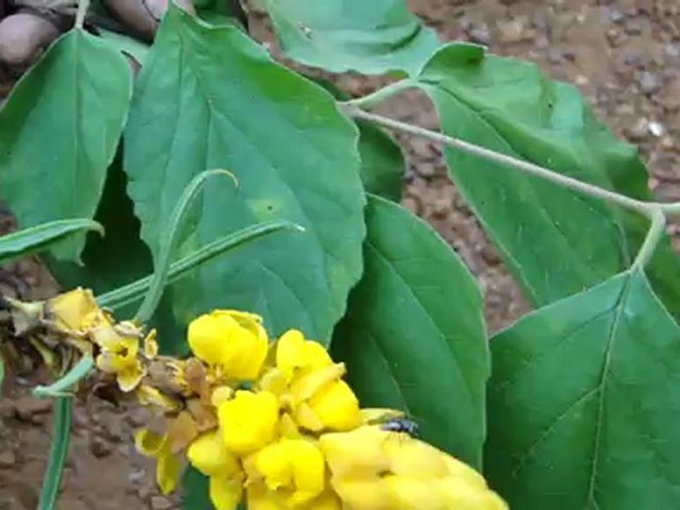 Paragymnopleurus sinuatus based Entomotherapy Formulations from Pankaj Oudhia’s Traditional Knowledge Database: Denary Ingredient/s of Formulations