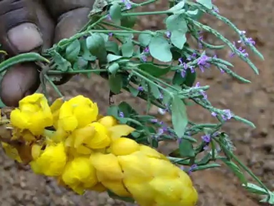 Aphodius testaceus based Entomotherapy Formulations from Pankaj Oudhia’s Traditional Knowledge Database: Denary Ingredient/s of Formulations