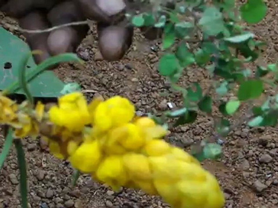 Aphodius paravatia based Entomotherapy Formulations from Pankaj Oudhia’s Traditional Knowledge Database: Denary Ingredient/s of Formulations