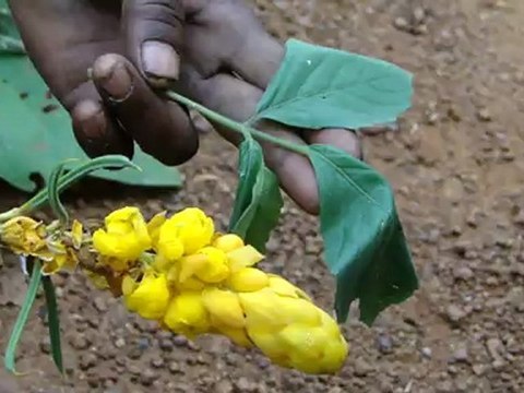 Aphodius marginellus based Entomotherapy Formulations from Pankaj Oudhia’s Traditional Knowledge Database: Denary Ingredient/s of Formulations