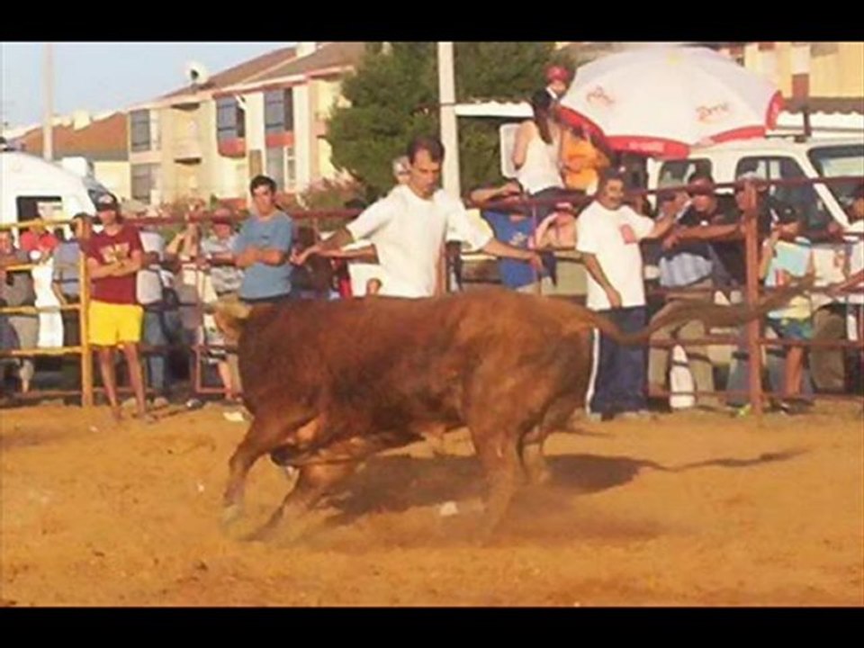 FADO 11