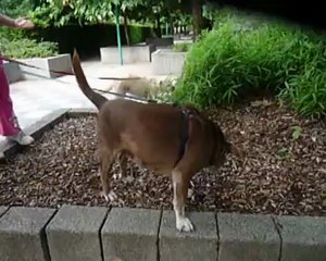 Manoli au petit parc, Manoli chienne croisée cherche adoptant.