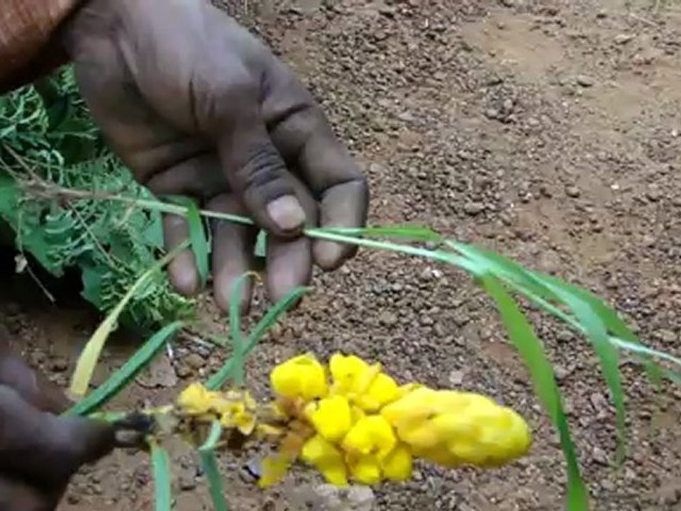 Aphodius campestris based Entomotherapy Formulations from Pankaj Oudhia’s Traditional Knowledge Database: Denary Ingredient/s of Formulations