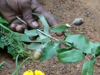 Aphodius crenatus based Entomotherapy Formulations from Pankaj Oudhia’s Traditional Knowledge Database: Denary Ingredient/s of Formulations