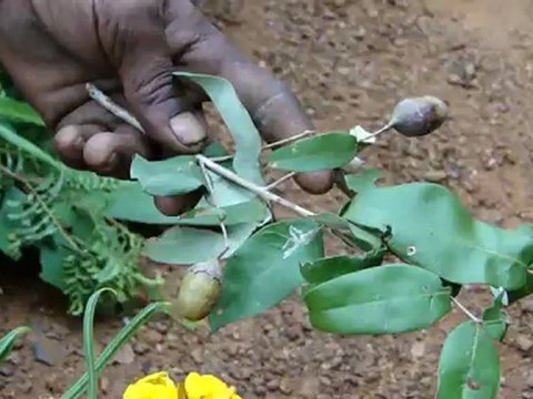 Aphodius crenatus based Entomotherapy Formulations from Pankaj Oudhia’s Traditional Knowledge Database: Denary Ingredient/s of Formulations