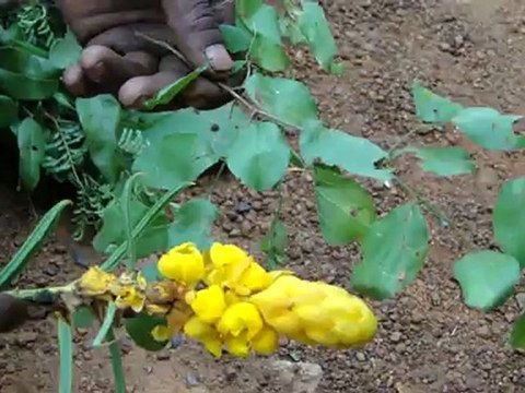 Aphodius devabhumi based Entomotherapy Formulations from Pankaj Oudhia’s Traditional Knowledge Database: Denary Ingredient/s of Formulations