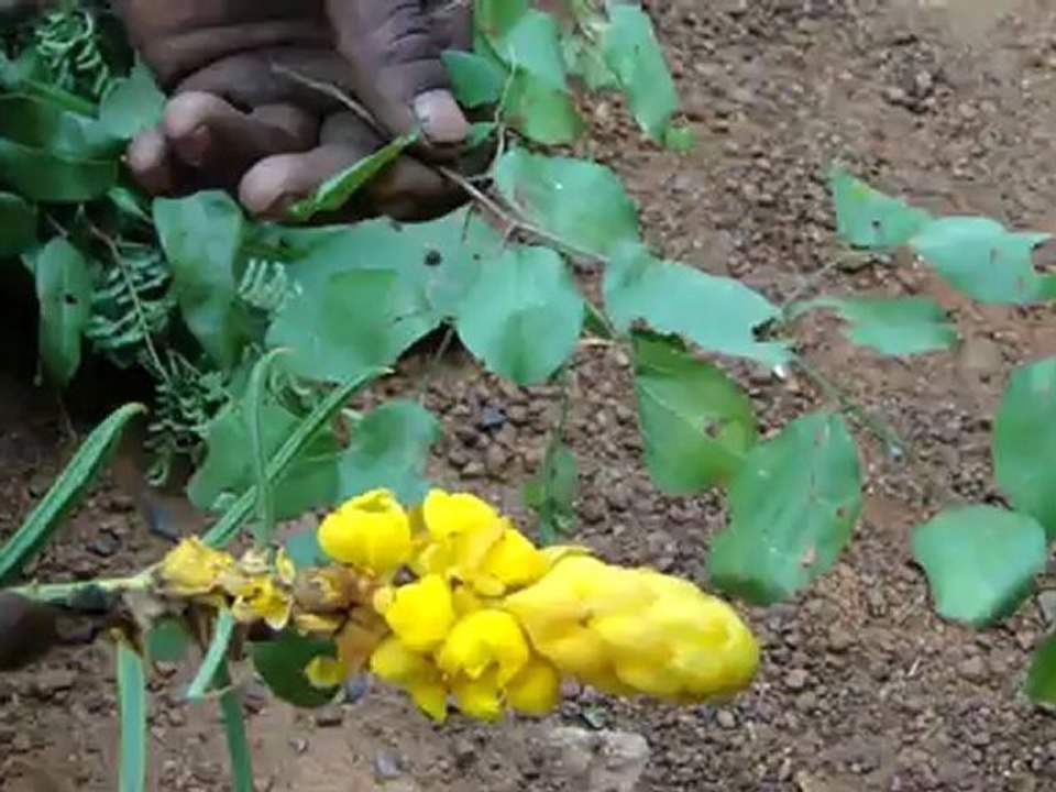 Aphodius devabhumi based Entomotherapy Formulations from Pankaj Oudhia’s Traditional Knowledge Database: Denary Ingredient/s of Formulations
