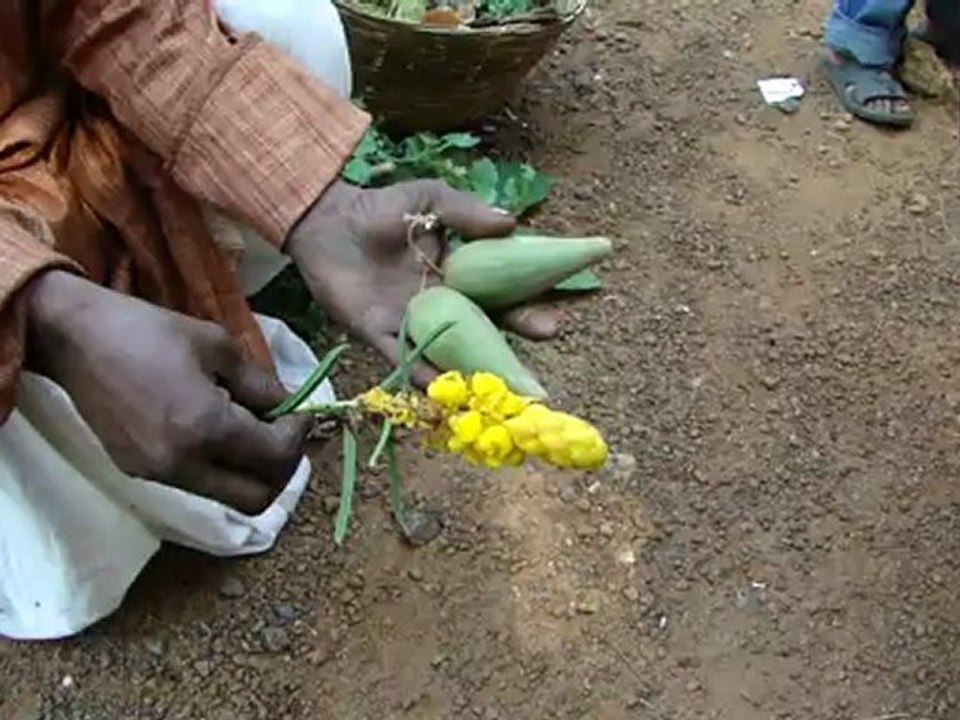 Aphodius finctarias based Entomotherapy Formulations from Pankaj Oudhia’s Traditional Knowledge Database: Denary Ingredient/s of Formulations