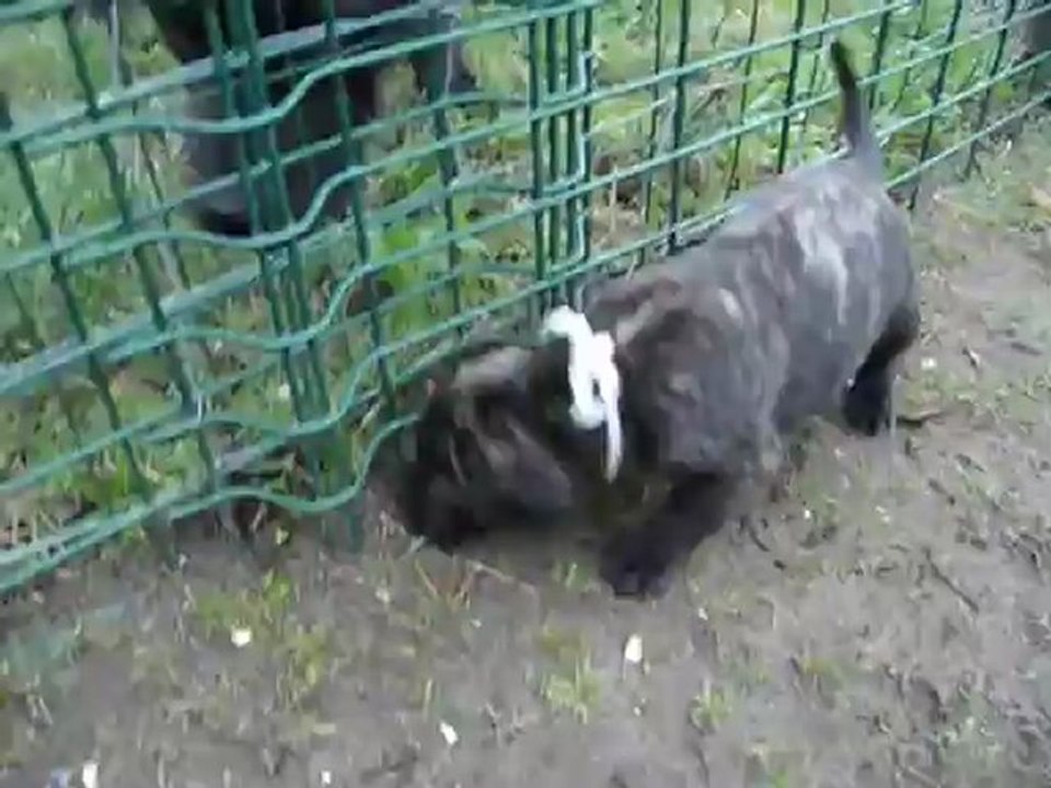 Chiot N°504354