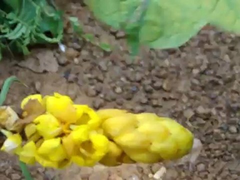 Phaeochrous emarginatus based Entomotherapy Formulations from Pankaj Oudhia’s Traditional Knowledge Database: Denary Ingredient/s of Formulations