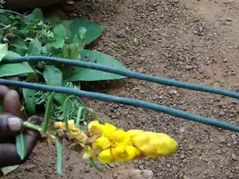 Hybosorus orientalis based Entomotherapy Formulations from Pankaj Oudhia’s Traditional Knowledge Database: Denary Ingredient/s of Formulations