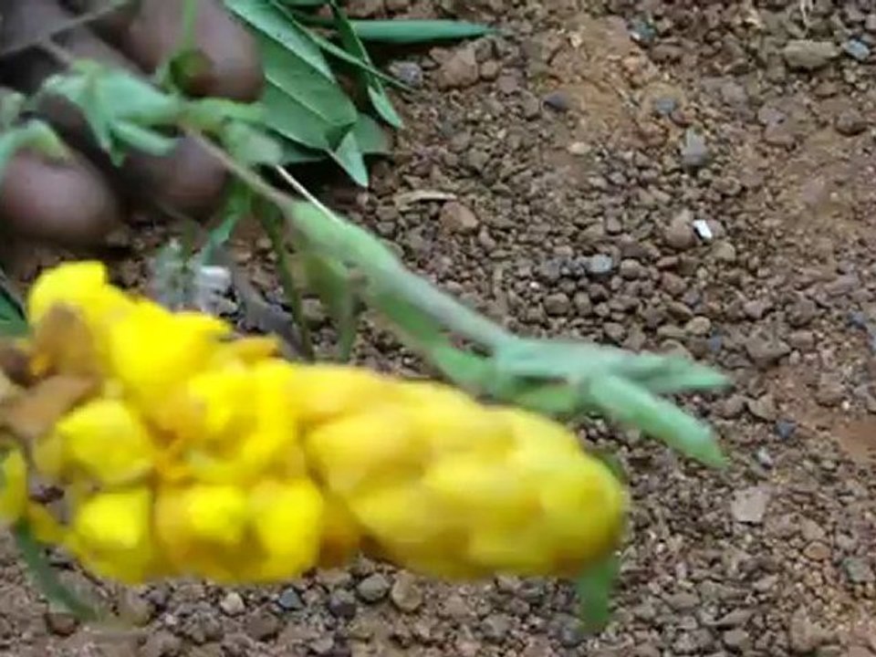 Orphnus mysoriensis based Entomotherapy Formulations from Pankaj Oudhia’s Traditional Knowledge Database: Denary Ingredient/s of Formulations