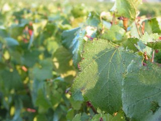 vendanges 2012