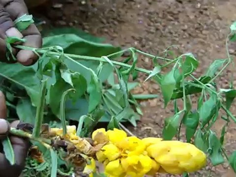 Bolboceras quadridens based Entomotherapy Formulations from Pankaj Oudhia’s Traditional Knowledge Database: Denary Ingredient/s of Formulations