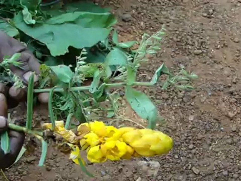 Bolboceras transversale based Entomotherapy Formulations from Pankaj Oudhia’s Traditional Knowledge Database: Denary Ingredient/s of Formulations