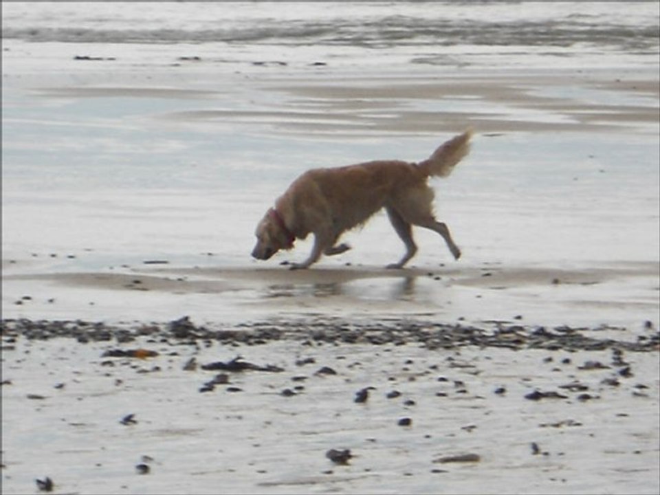 fidele , plage 2012