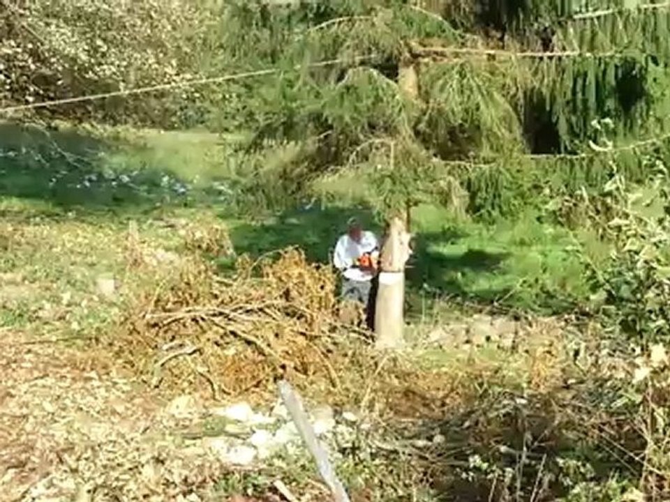 Chute d'un  Sapin Hobuhlien....