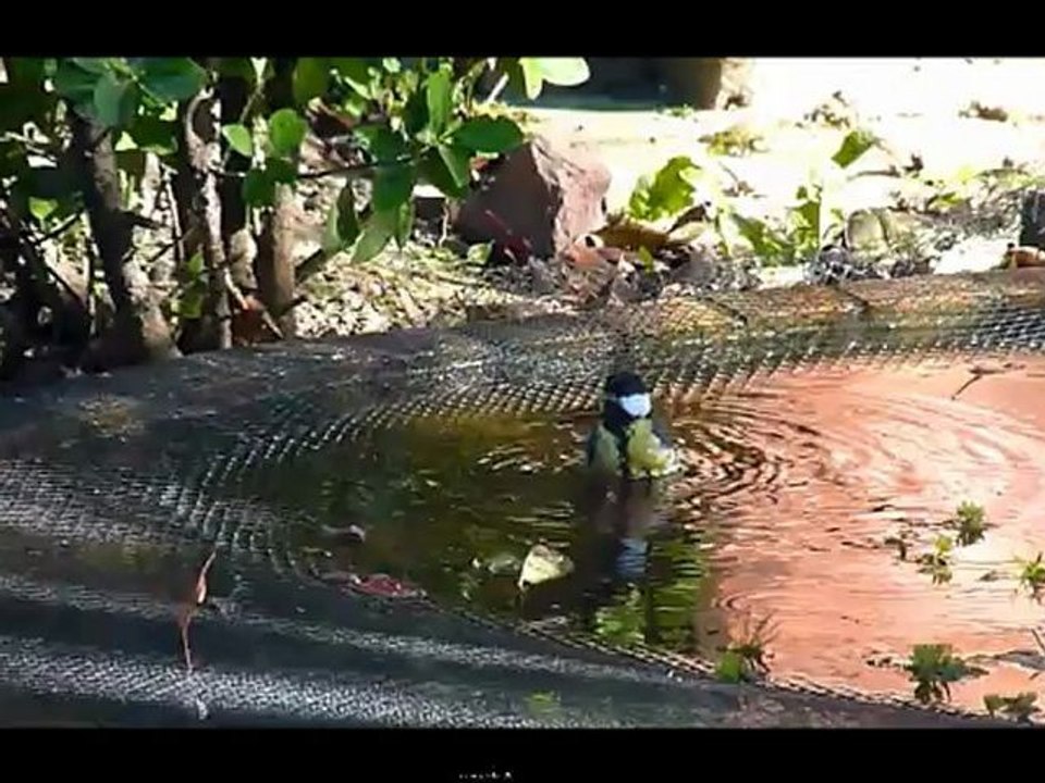 le bain de la mésange charbonnière oct 2012
