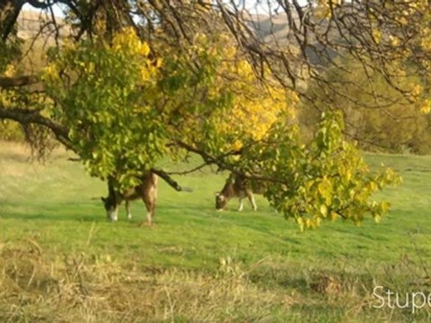 Çokrak Köyü Sonbahar Ekim 2012