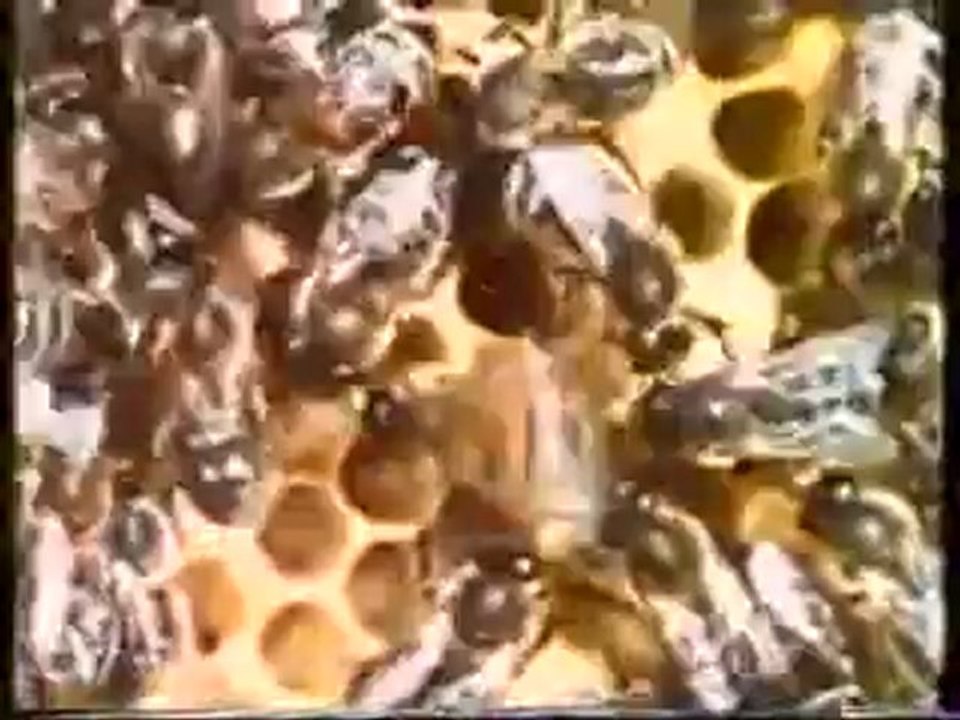la cité des abeilles 1