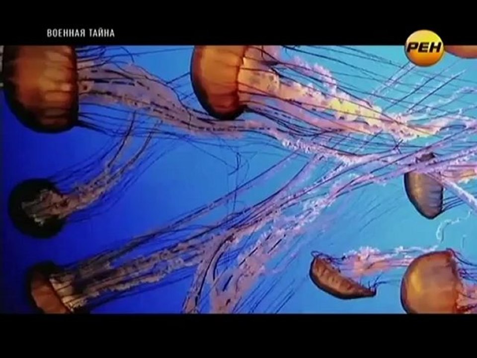 Подводный мир