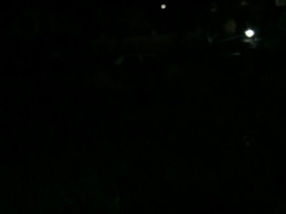 Le doux chant des grenouilles (et crapauds)