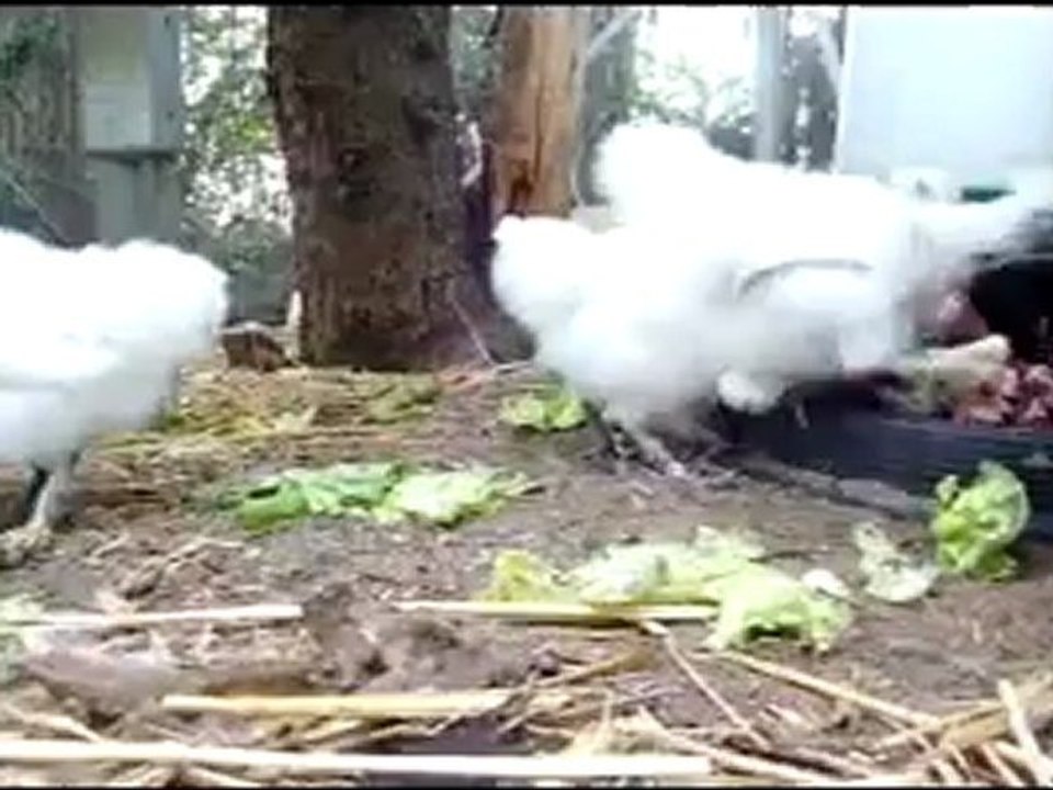 Poules et poussins octobre et novembre 2012, Aude