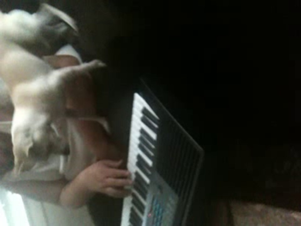 Chihuahua playing piano