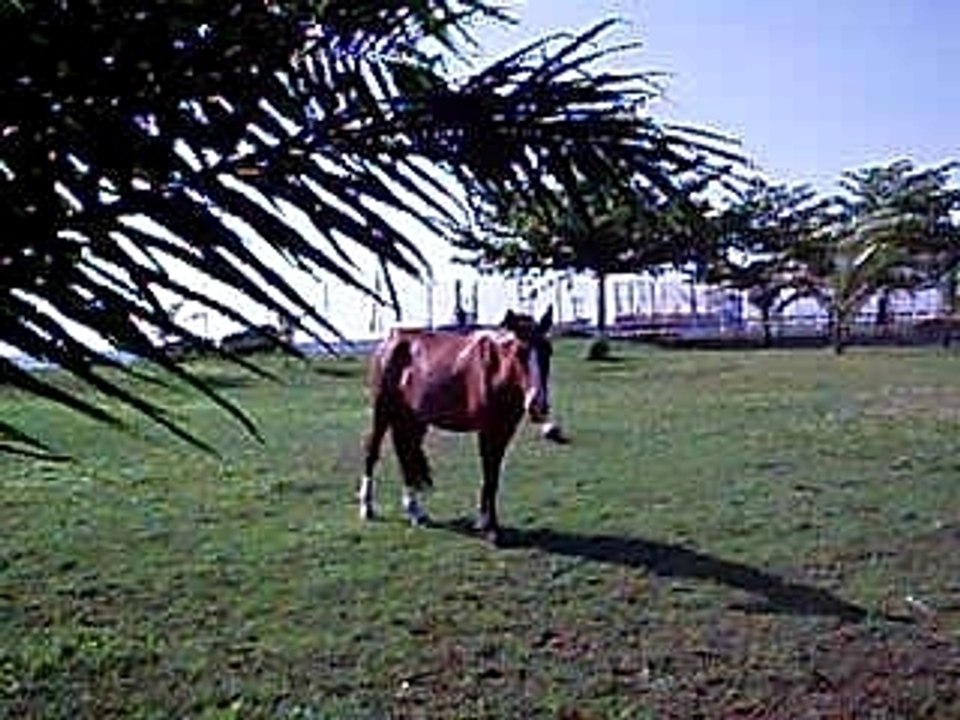PA090060