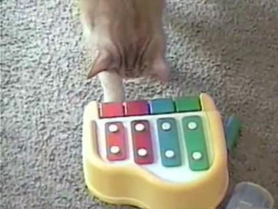 Kitty Plays Keyboard for His Baby
