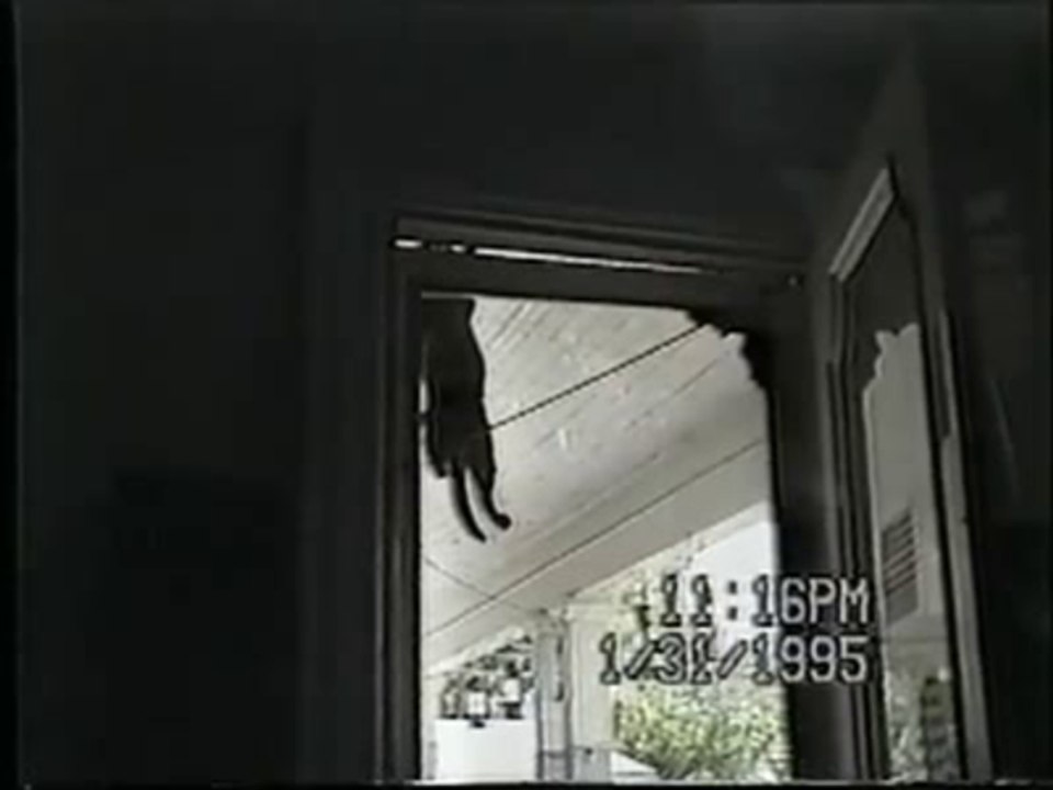 Ninja Cat Scales Screen Door