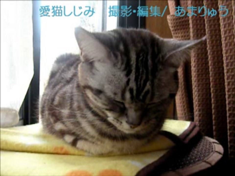 謝罪するネコ